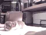 Persian Kitten 9 weeks