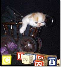Kitten learns