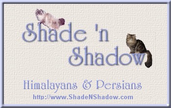 persian cat
