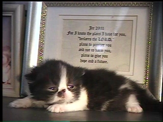 newborn persian kitten