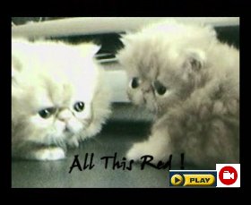 Persian cat movie