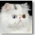 Blue Eye Bicolor Persian
