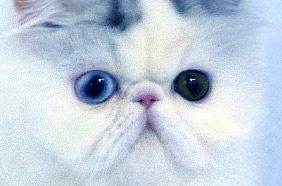 Odd eye cats, Blue Eye Persians