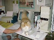 Kitty helping work