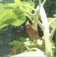 mom bird