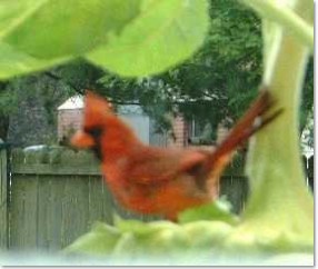 dad bird