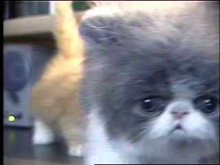 Persian Kitten 5 weeks