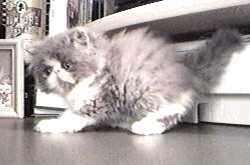 Persian Kitten 8 weeks