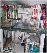 cattery areas