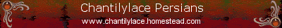 cat banner