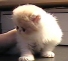 Persian cat movie