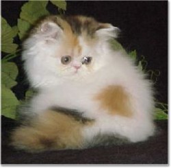 cute persian kitten
