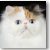 Odd Eye Bicolor Persian