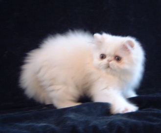 persian white kitten