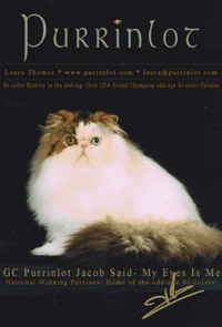 GC Purrinlot Jacob Says My Eyes Is Me