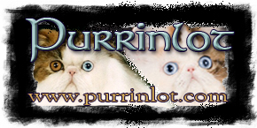 Award winning Persian Breeder, Persian Cats and Persian Kittens Home of the Odd Eye and Blue Eye Bicolor Persians