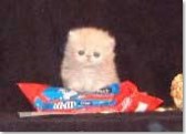 kitten eats m&m's while watching movies about persian kittens