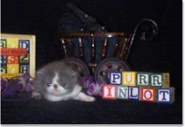 picture cat and persian kitten