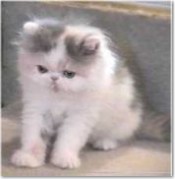 persian kitten picture