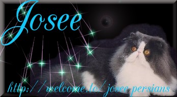 cat banner