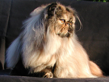 Persian Cat bath with Anna Cat Shampoo
