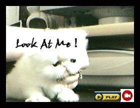 Persian cat movie