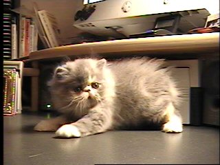 Persian cat movie