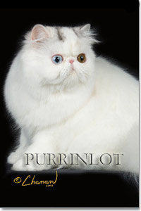 cat pictures