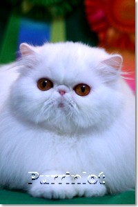 Purrinlot Takes My Breath Away- Cat pictures