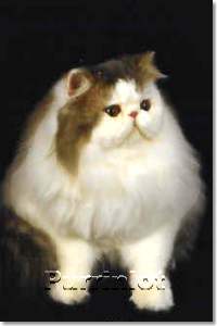 cat pictures- Purrinlot Hercules