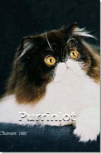cat pictures