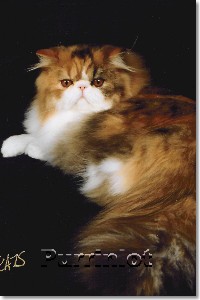 Purrinlot Seven Of None- cat pictures