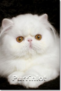 Purrinlot Daniel of Pironti- cat pictures