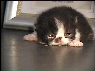newborn persian kitten