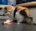 persian kitten