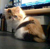 persian kitten- odd eye