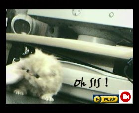Persian cat movie