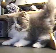 Persian Kitten 9 weeks
