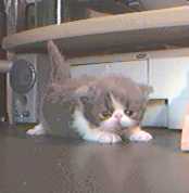 Persian Kitten 3 weeks