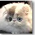 Odd Eye Bicolor Persian