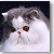Persian Cat- Grand Champion BabyDoll