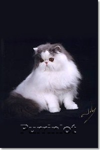 Beautiful Pictures of Persian cats