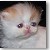 Odd Eye Bicolor Persian