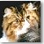  Persian Cat Grand Champion Foster