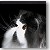  Persian Cat Grand Champion Hamlet