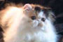 Cheralee Sweetheart