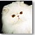  Persian Cat Grand Champion Jewel