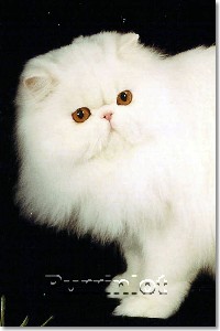 Beautiful Pictures of Persian cats