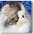 Persian Cat Grand Champion Mud