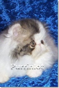 Beautiful Pictures of Persian cats